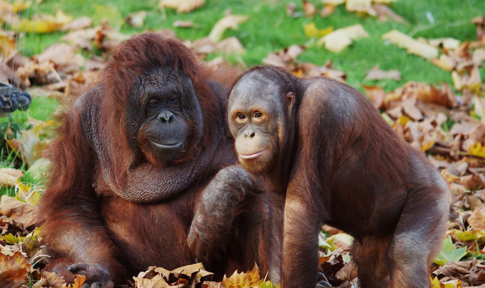 Orangs-outans - Animaux extraordinaires du ZooParc