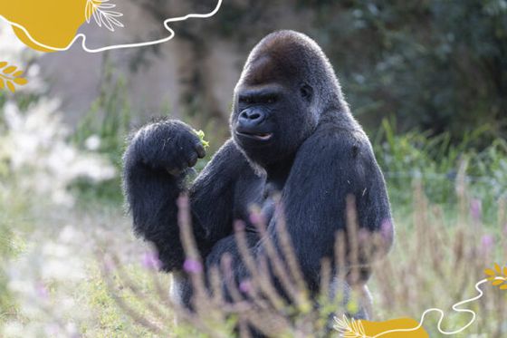 Journée mondiale des gorilles : une mobilisation essentielle pour leur survie