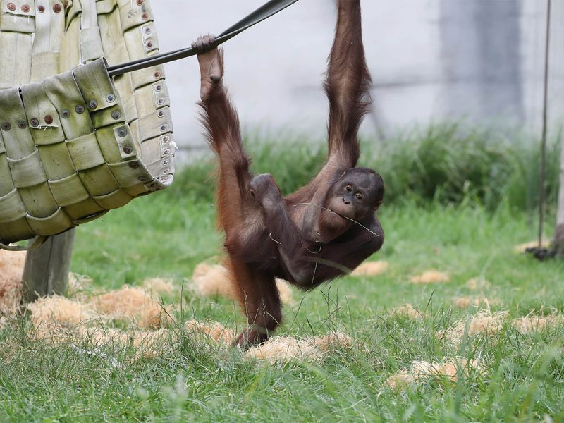 Les grands bras de l'orang-outan - Les animaux de La Serre des Chimpanzés et Orangs-outans - ZooParc de Beauval