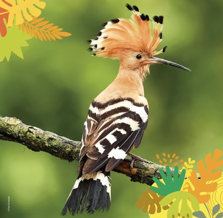 Animations Europe - Maison Beauval Nature - ZooParc de Beauval