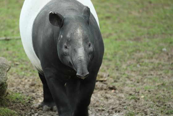 Tapir malais - Les animaux de La Plaine Asiatique - ZooParc de Beauval Tapir malais - Les animaux de La Plaine Asiatique - ZooParc de Beauval