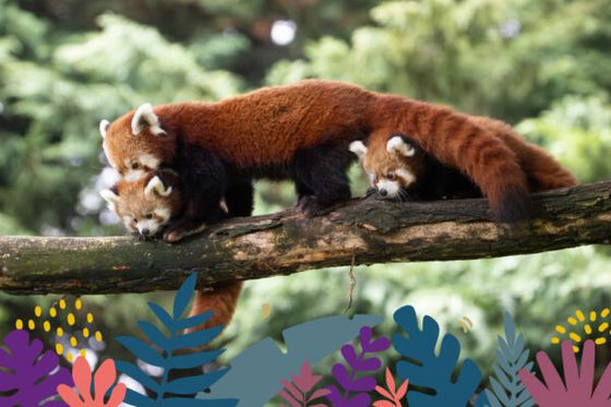 Un Tour du Monde au départ de la Maison Beauval Nature, du 20 juin au 30 septembre 2026 !
