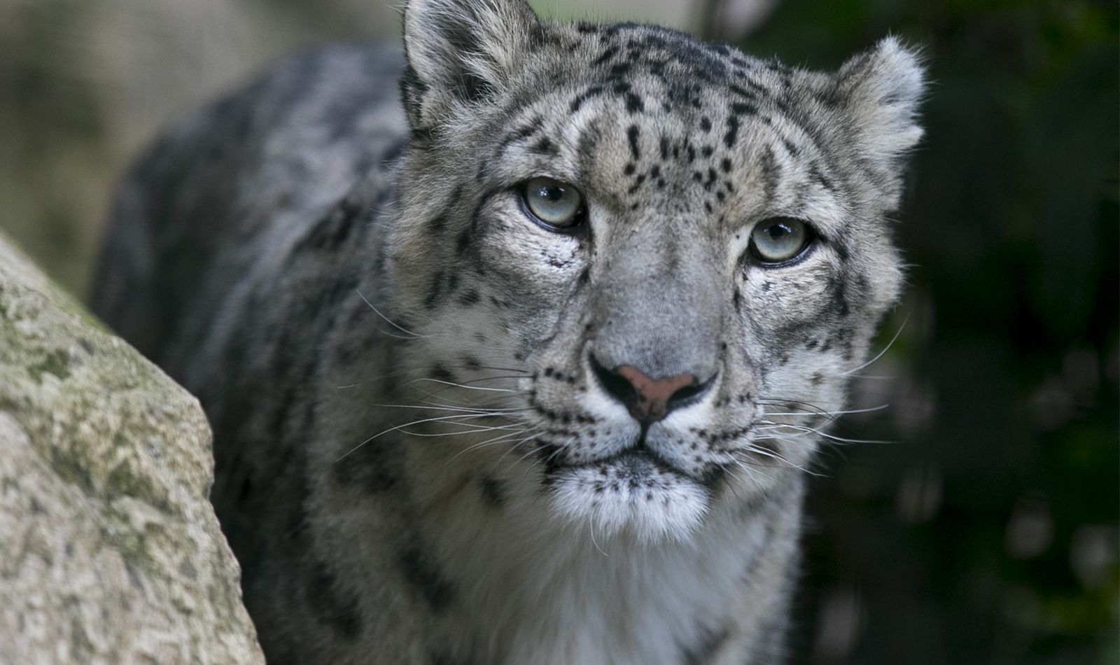Panthère des neiges - Contactez-nous - ZooParc de Beauval