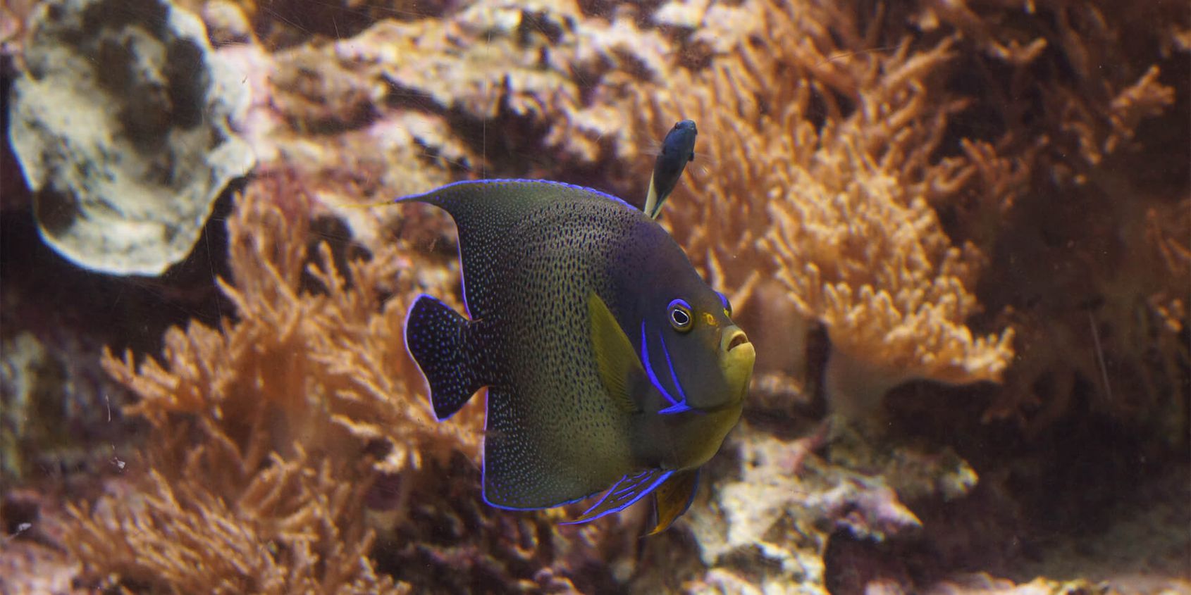 Poissons tropicaux - Les animaux du Vivarium et Aquarium - ZooParc de Beauval