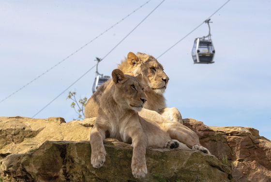 Lions d'Afrique - Les animaux de La Terre des Lions - ZooParc de Beauval