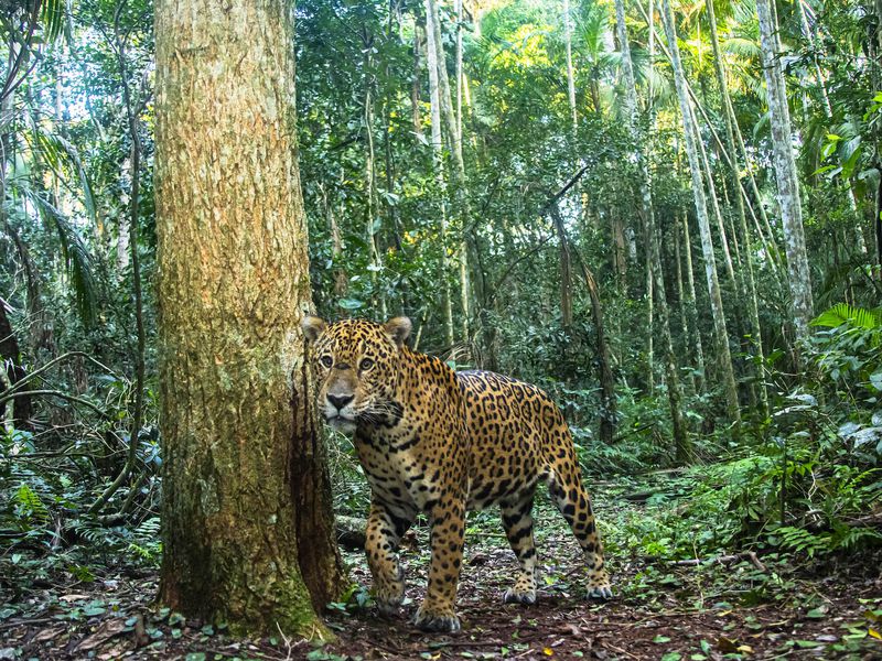 Jaguar - Beauval Nature - Les animaux du Bois des Fauves - ZooParc de Beauval