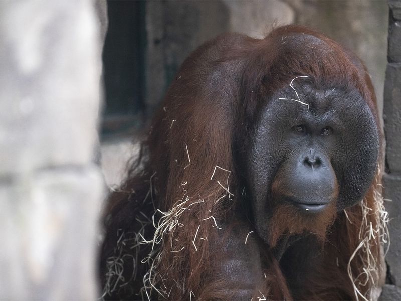Orang-outan - Animaux extraordinaires du ZooParc