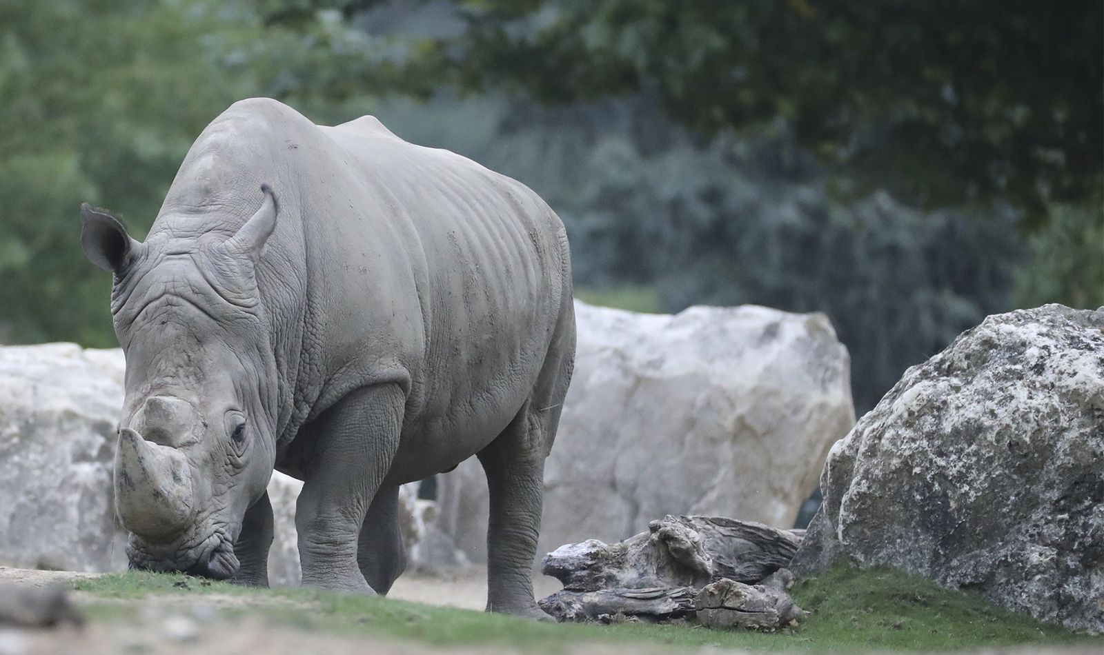 Southern white rhinoceros