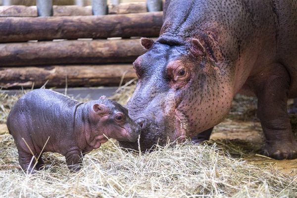 Une 1ère pour le ZooParc de Beauval !
