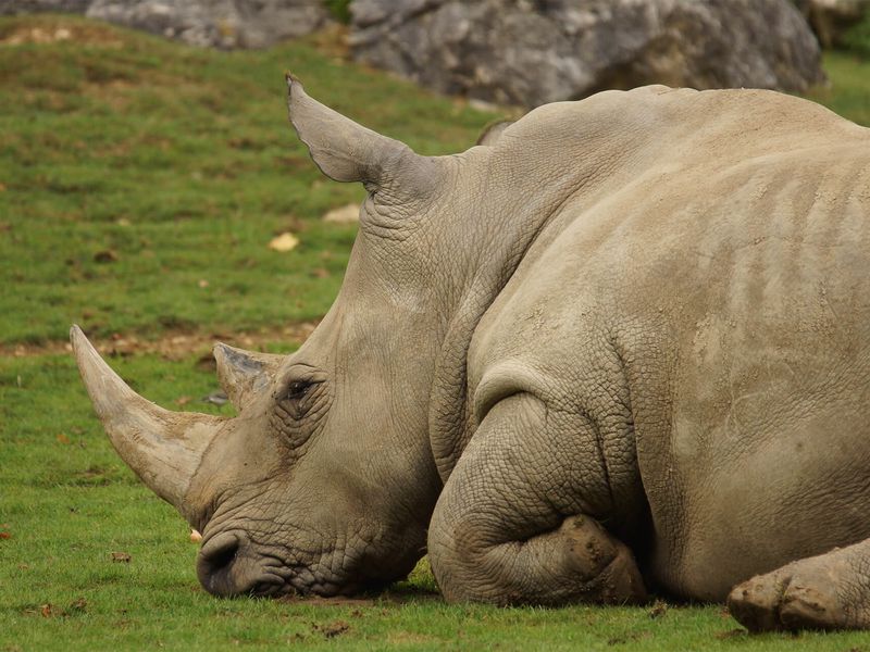 Rhinocéros blanc - Animaux extraordinaires du ZooParc