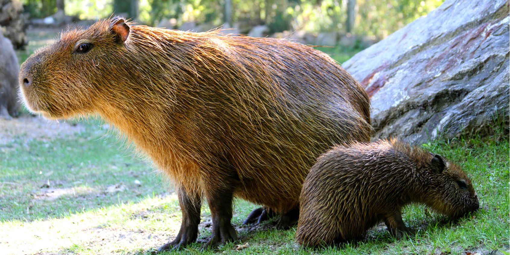 Capybara et son bébé - Les animaux de la Pampa Sud-Américaine - ZooParc de Beauval