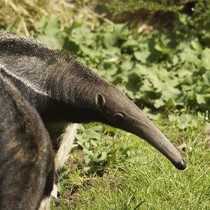 Animations Amérique - Maison Beauval Nature - Au secours des fourmiliers - ZooParc de Beauval