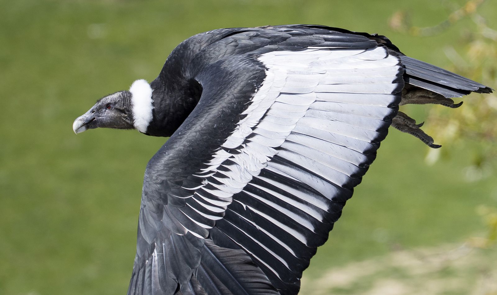 Condor des Andes - Animaux extraordinaires du ZooParc