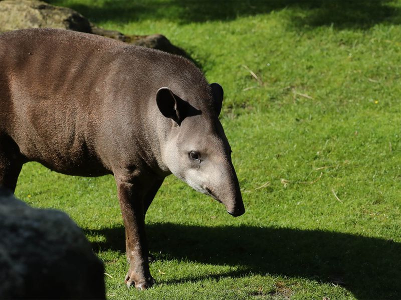 Tapir terrestre au soleil - Les animaux de la Pampa Sud-Américaine - ZooParc de Beauval
