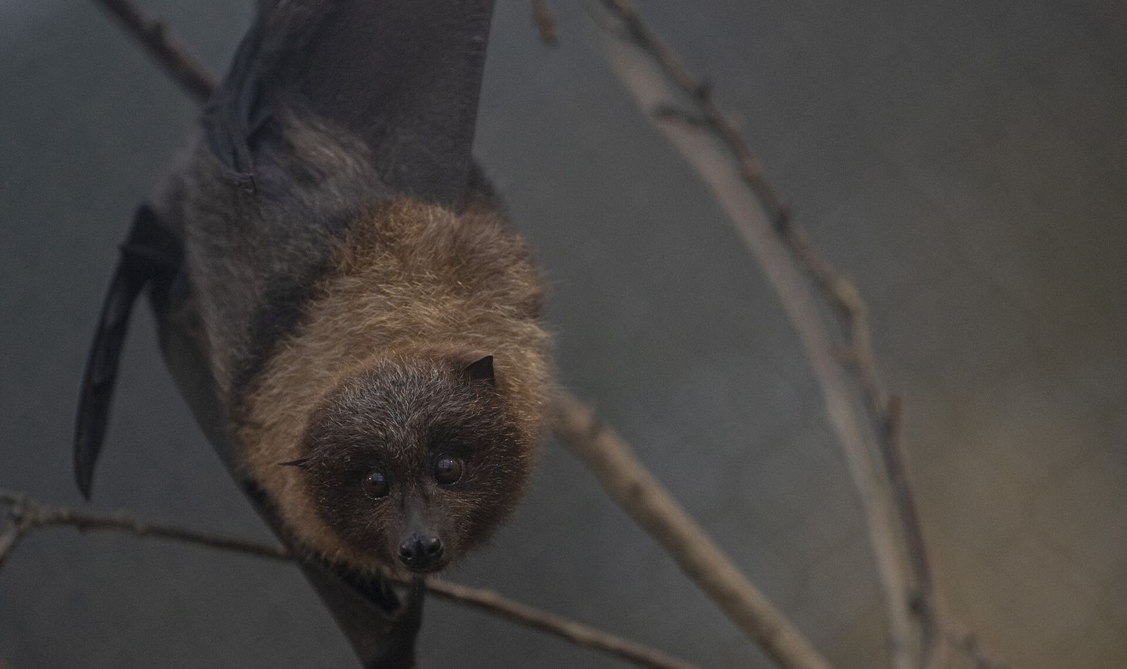 Chauves-souris de Rodrigues - Animaux extraordinaires du ZooParc