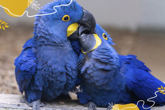 Journée mondiale des perroquets : découvrez les secrets de ces oiseaux emblématiques