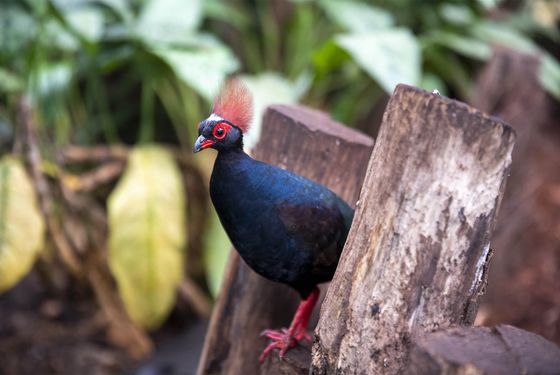 Crested partridge