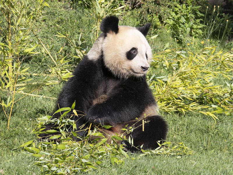 Birth of Yuan Meng, the first giant panda in France - ZooParc de Beauval