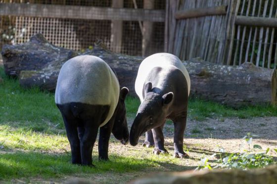 Journée mondiale des tapirs : Mieux connaître ces discrets jardiniers des forêts