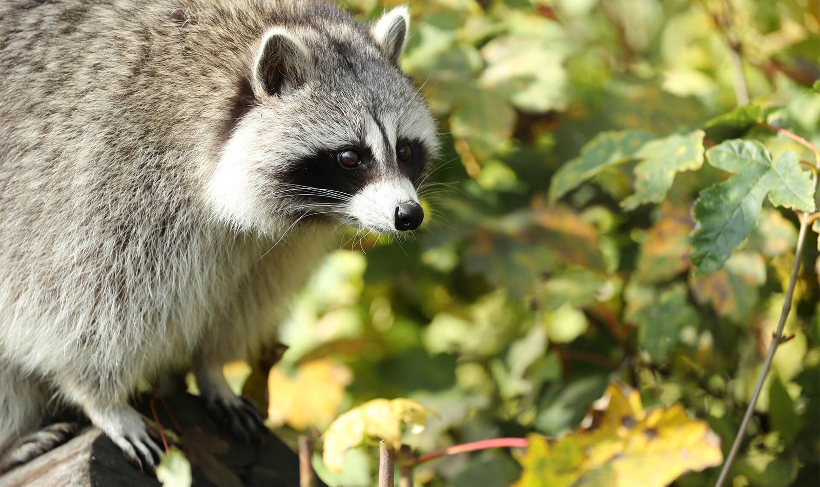 Raton laveur - Animaux extraordinaires du ZooParc