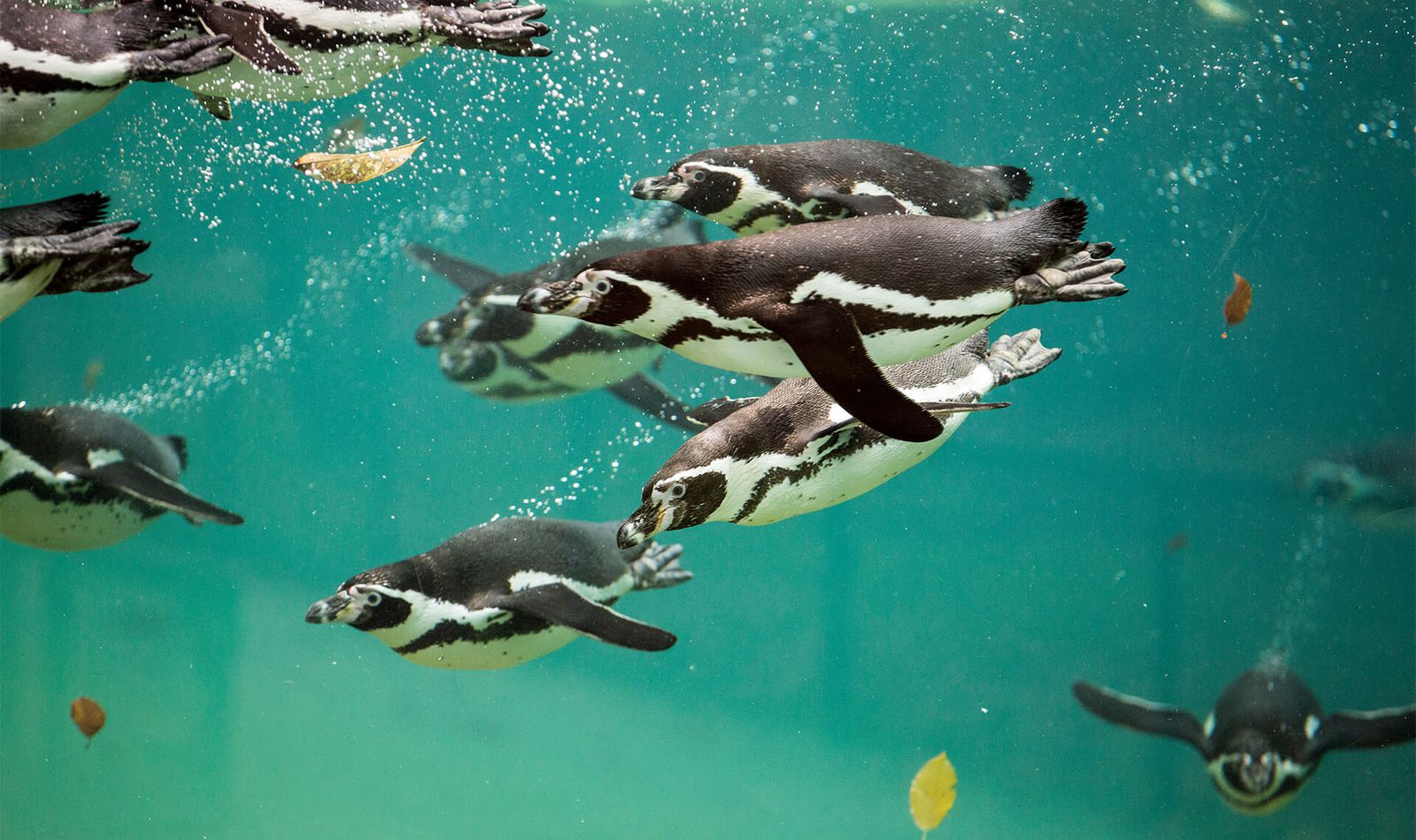 Manchots de Humboldt - Animaux extraordinaires du ZooParc