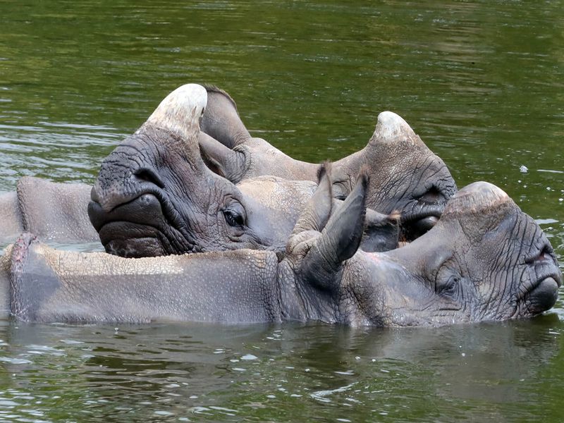 Rhinocéros indiens - Animaux extraordinaires du ZooParc