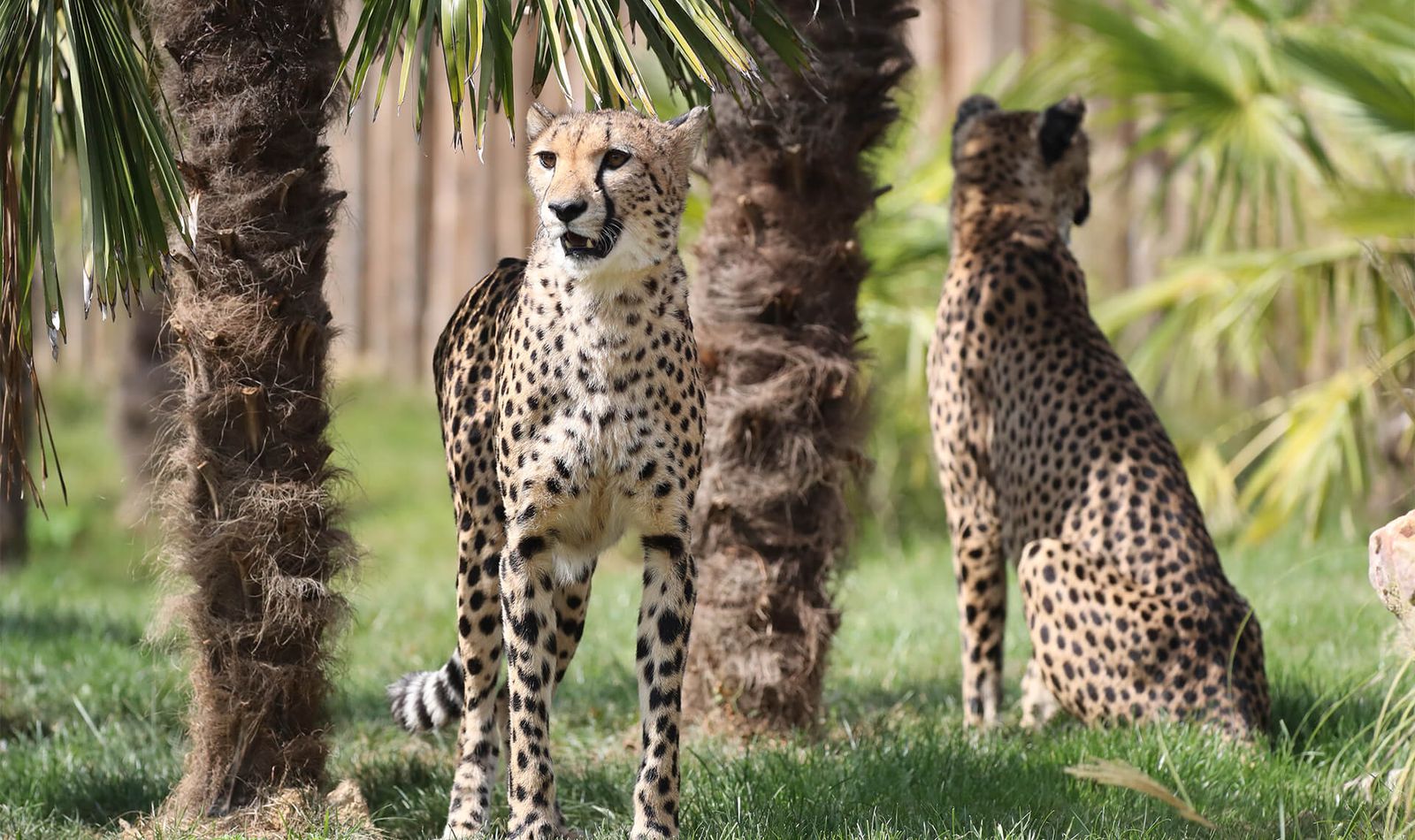 Guépards - Animaux extraordinaires du ZooParc