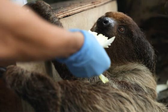 Le mystère est levé : un bébé paresseux à deux doigts est attendu au ZooParc de Beauval