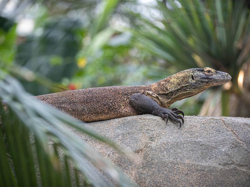 Komodo Dragons