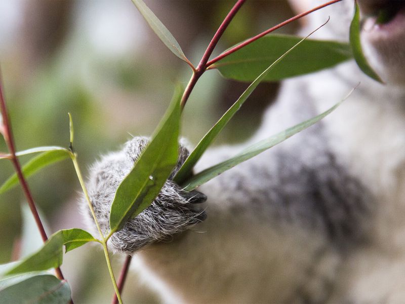 Eucalyptus, nourriture principale des koalas - Les animaux de La Serre des Koalas - ZooParc de Beauval