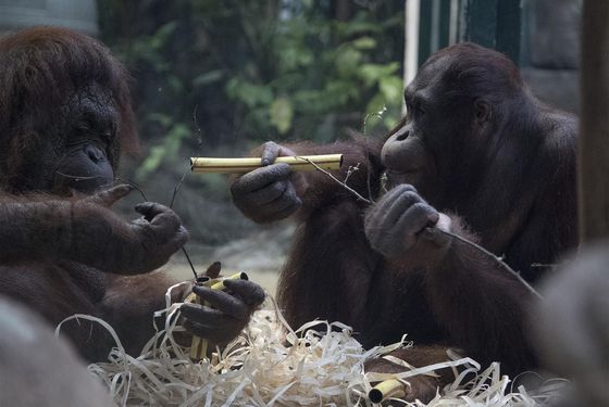 Enrichissement orangs-outans - Activité adulte Soigneur d'un Jour - ZooParc de Beauval Enrichissement orangs-outans - Activité adulte Soigneur d'un Jour - ZooParc de Beauval