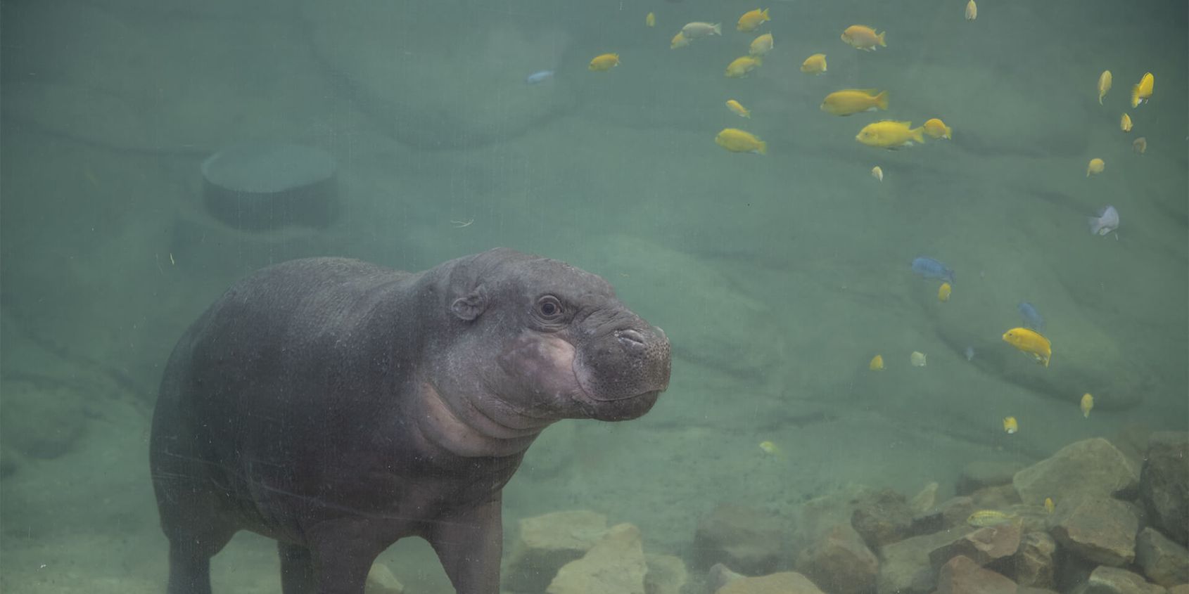 Hippopotame nain - Les animaux du Dôme Équatorial - ZooParc de Beauval