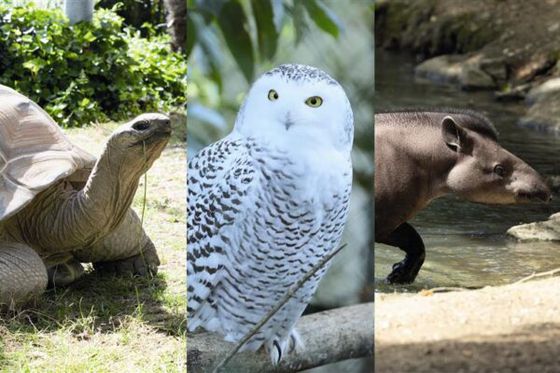 Parrainez Lack, Obie ou nos harfangs des neiges pour protéger la biodiversité !
