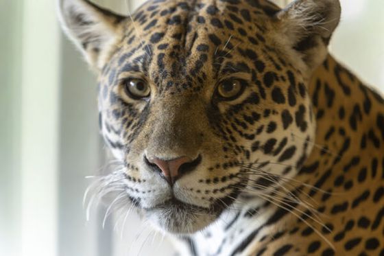 L’histoire des jaguars de Beauval se poursuit avec l’arrivée de Taima