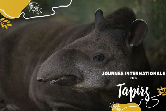 Mardi 27 avril : Focus sur les tapirs !