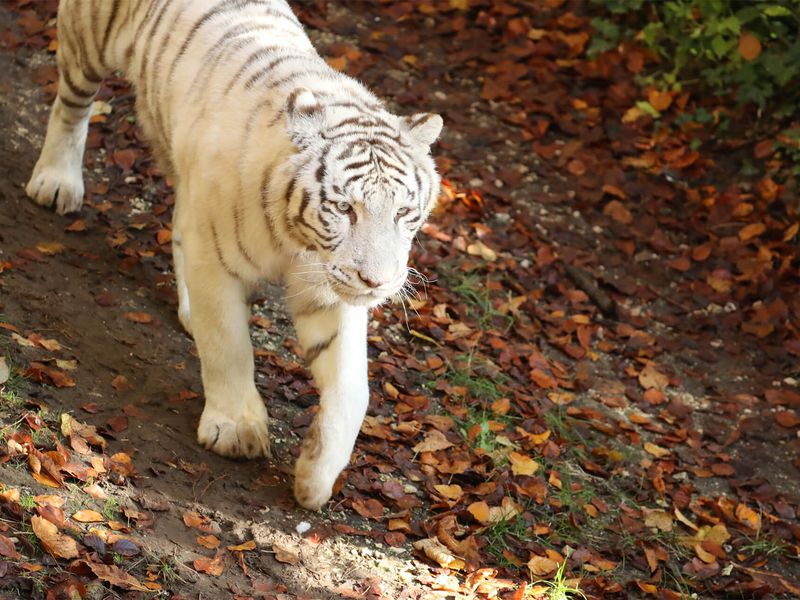 Tigre blanc - Animaux extraordinaires du ZooParc