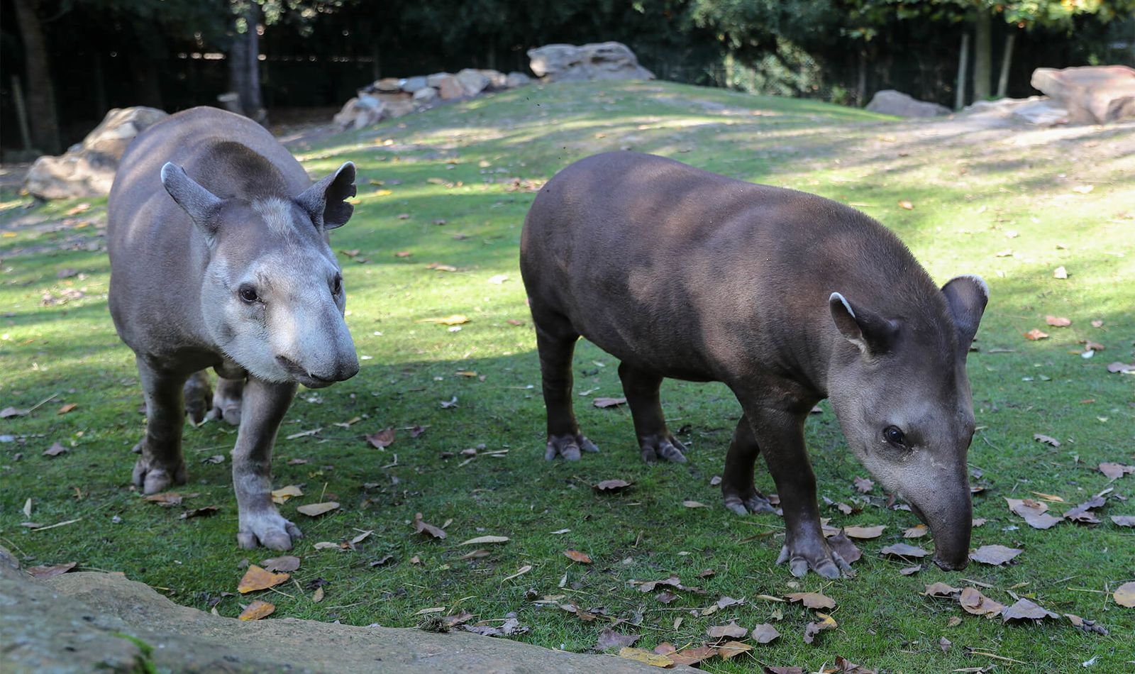 Tapirs terrestres - Animaux extraordinaires du ZooParc