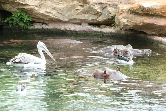 Pélican et hippopotames