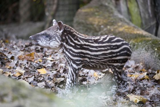 Bébé tapir terrestre - Les animaux de la Pampa Sud-Américaine - ZooParc de Beauval