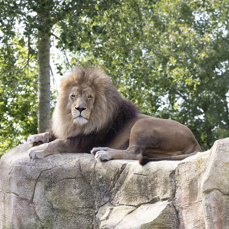 Lion d’Afrique - Animaux extraordinaires du ZooParc