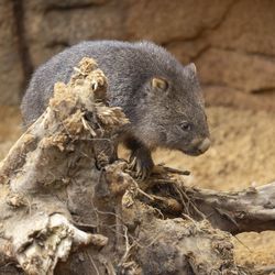 Les Terres Rouges - Territoire australien - ZooParc de Beauval