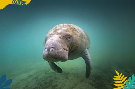 Lamantins et autres animaux : ce que la science révèle