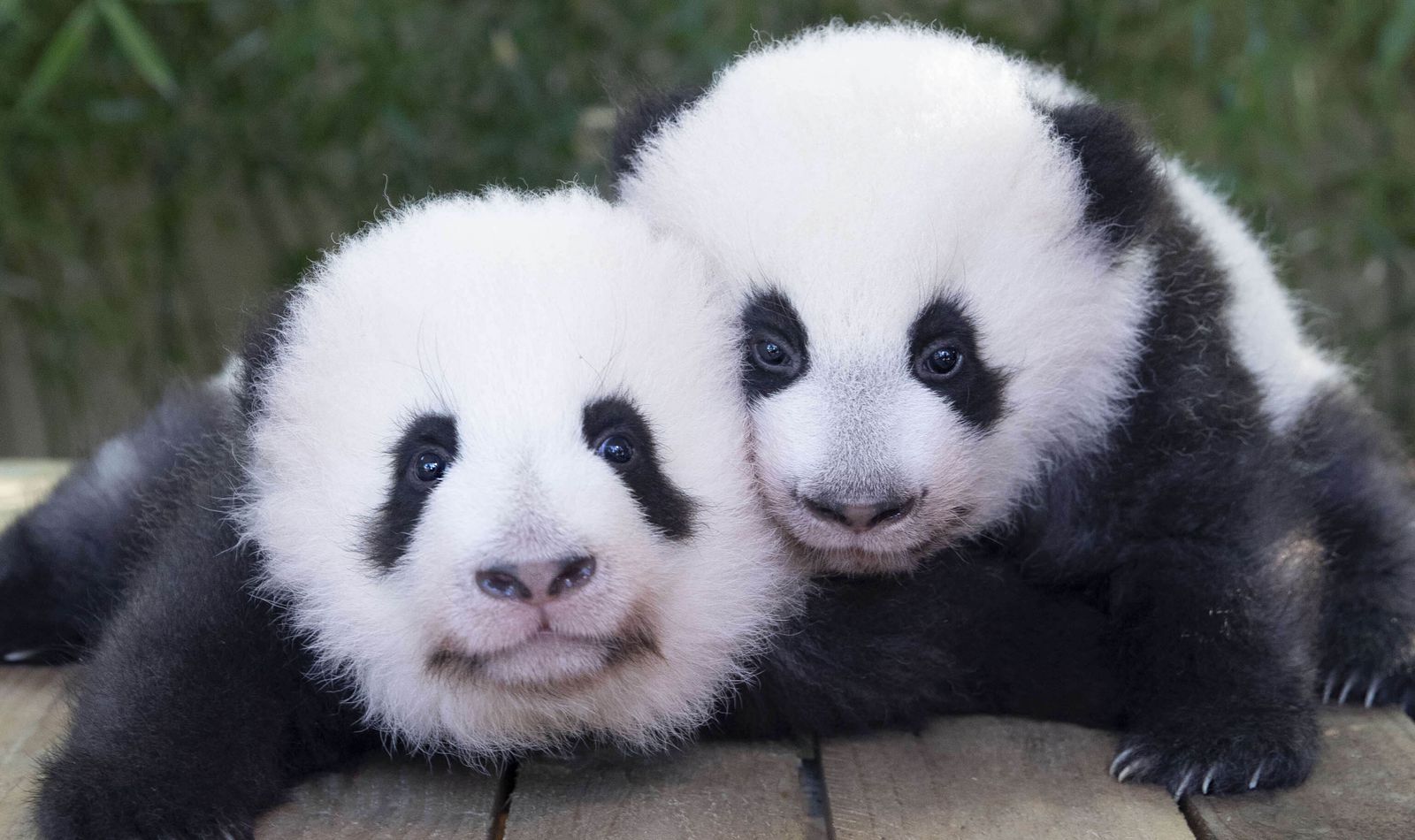 Bebes Panda 21 Zooparc De Beauval Bebes Panda 21 Zooparc De Beauval