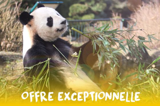 Voilà l’été : profitez de nos offres exceptionnelles sur la billetterie et les séjours !