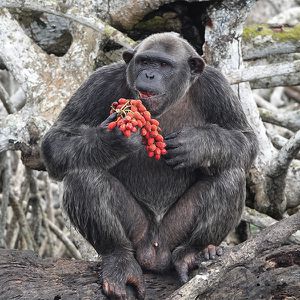 Animations Afrique Maison Beauval Nature - Jeu de piste - ZooParc de Beauval