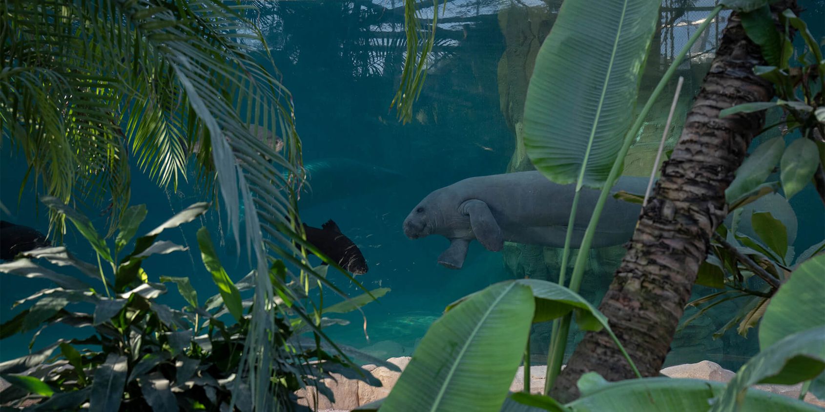 Bassin lamantin - Les animaux du Dôme Équatorial - ZooParc de Beauval
