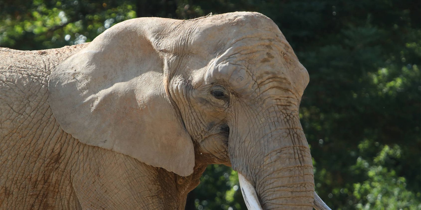 Profil éléphant - Les animaux de La Plaine des Éléphants - ZooParc de Beauval