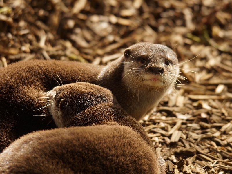 Loutre naine d'Asie