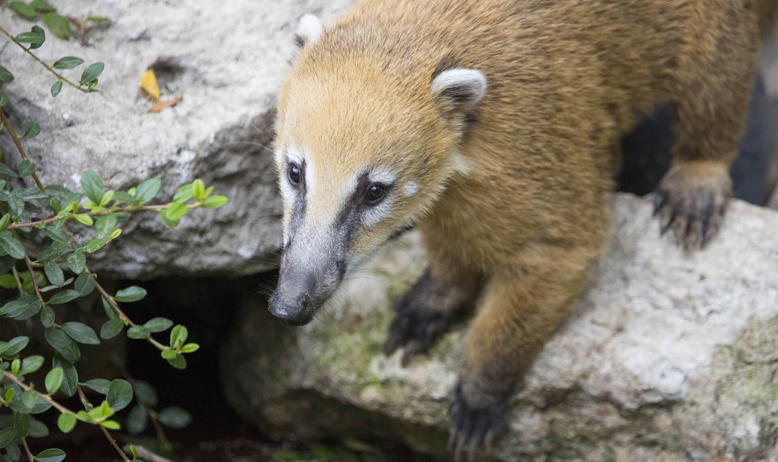 Coati roux - Animaux extraordinaires du ZooParc