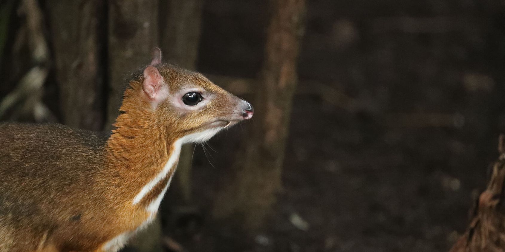 Cerf-souris - Les animaux de La Serre Tropicale des Oiseaux - ZooParc de Beauval